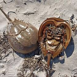 Cape Cod Crabs