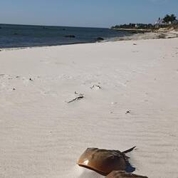 Chatham Beach