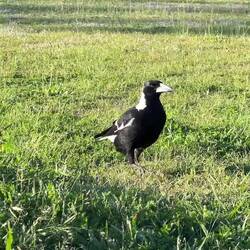 Eine freche Magpie