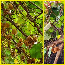 Kiwis growing along our big hike up to the olive mill