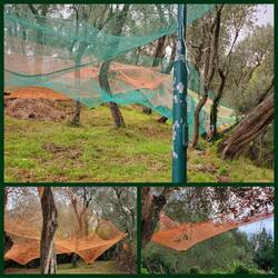 This is how they place the netscto catch the olives during harvest!