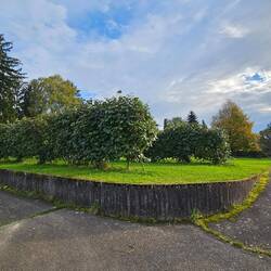 Zwei lange Reihen von Kiwi-Bäumchen.