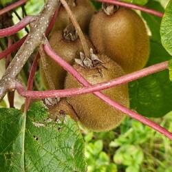 Hier wachsen viele große Kiwis.