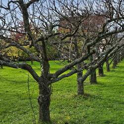 Die Obstbäume sind schon fast kahl.