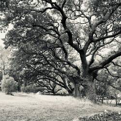 Oaks at Golf de Servanes