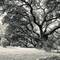 Oaks at Golf de Servanes