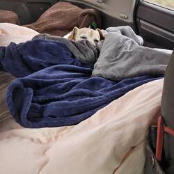 Always comfy 🐾💜