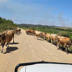 Cows on a trundle