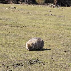 C'mon . . . don't you just want to pick one of these up and give him a big squeeze???