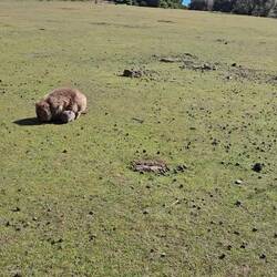 click the pic if this video doesn't automatically start