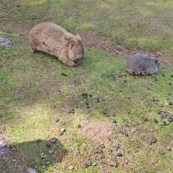 click the pic if this video doesn't automatically start; it will melt your heart.