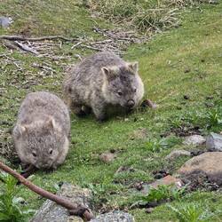 Mama and joey (same word for 'baby' as a 'roo)