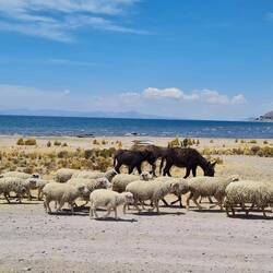 Impressionen am Titicacasee