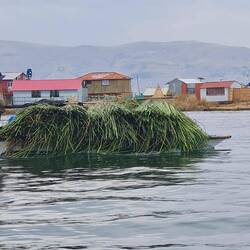 Totoraschilf zum Inselbau
