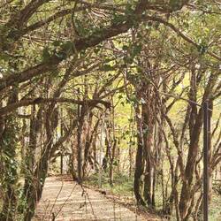 Wälder des Sataplia Nationalparkes