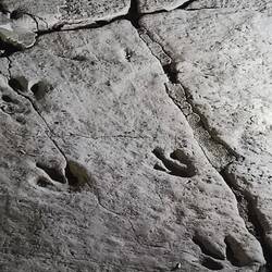 Bis 120 Mio. Jahre alt