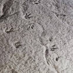 Dino-Abdrücke im Sataplia NP