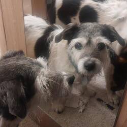 Doppeltes Hundchen 🐶