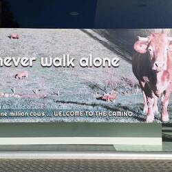 That's why I've taken so many pictures of cows.