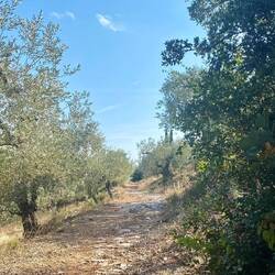 Olivenbäume ohne Ende.