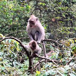 Monkey Forest Ubud