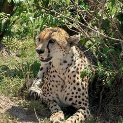 Gepard 🐆