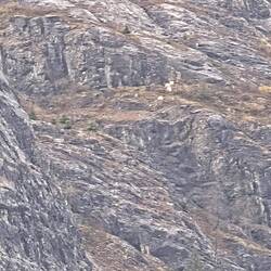 Those white blurry things are mountain goats.