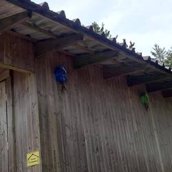 Bunte Kuckucksuhren unter dem Dach