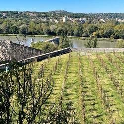 The vineyards of the Popes