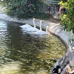 Lovely pond at the top of the gardens with white swans and other birds