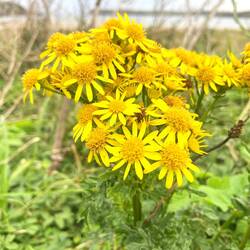 Pretty coastal flowers