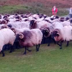 Peak hour