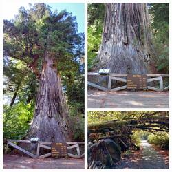 1500 Jahre alt, 7 m Durchmesser, 23 m Umfang, fast 90 m hoch = ein Gigant