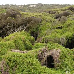 Hier haben sich die Seelöwen ihre eigenen Schlafhöhlen gebastelt. Deluxe Pods. 😃