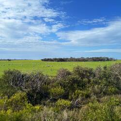 Auf Kangaroo Island gibt's vor allem Schafe