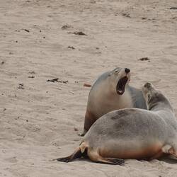 Endlich mal etwas Action