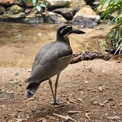 Beach Stone Curlew