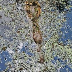 Freshwater crocodile