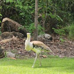 Australian bustard