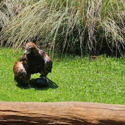 Black-breasted buzzard