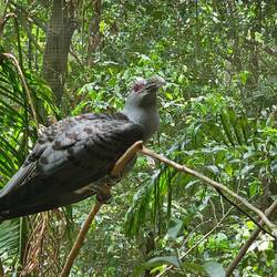 Channel-billed Cockoo