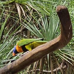 Red-collared Lorikeet