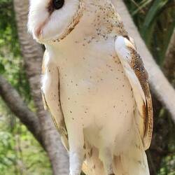 Barn Owl