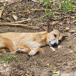 Dingo resting in the Darwin Heat