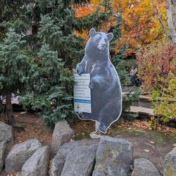 I saw 2 bears today. #1