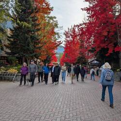 Very busy with many people and dogs