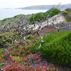 Die Vegetation erholt sich langsam
