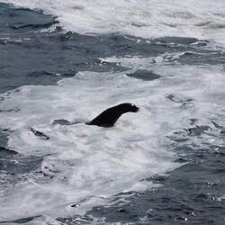 Die Robben sind lustiger, aber nicht so hübsch wie die Seelöwen