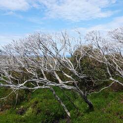 Folgen des Buschfeuers