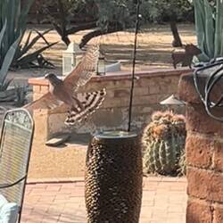 Water fountain for the many backyard visitors